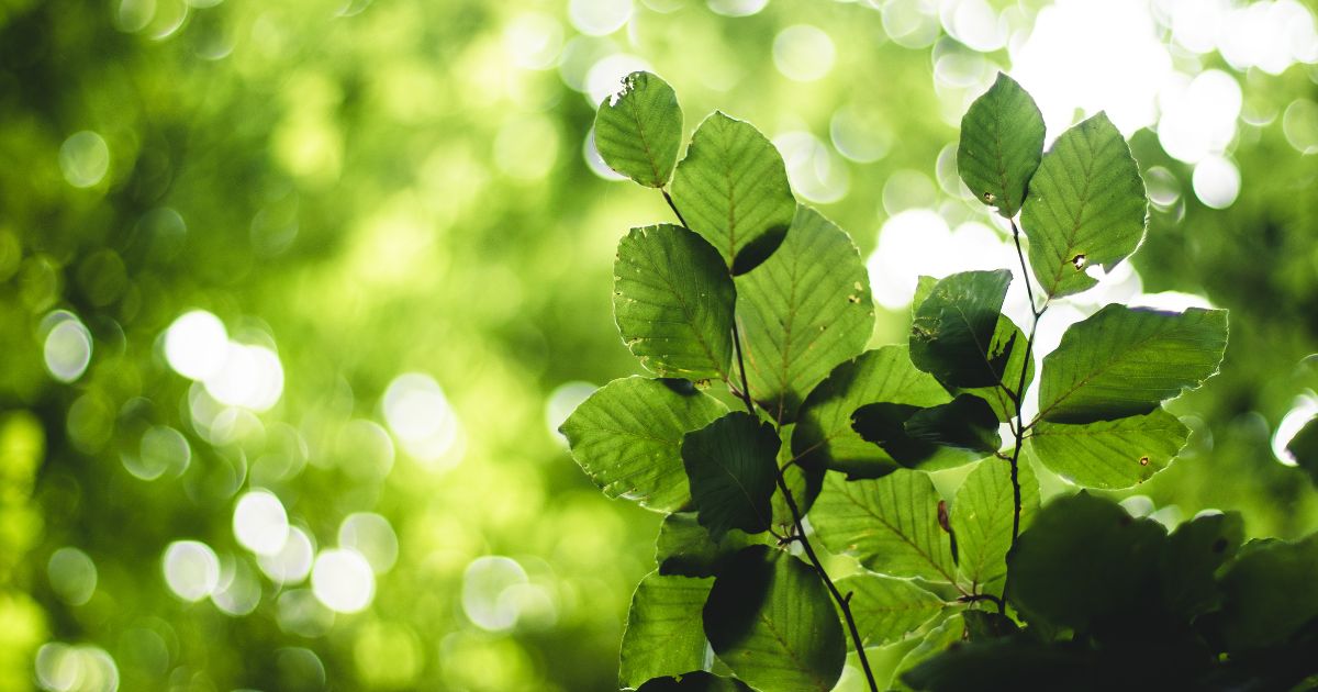 カマキリの卵を見つけた場所別の意味