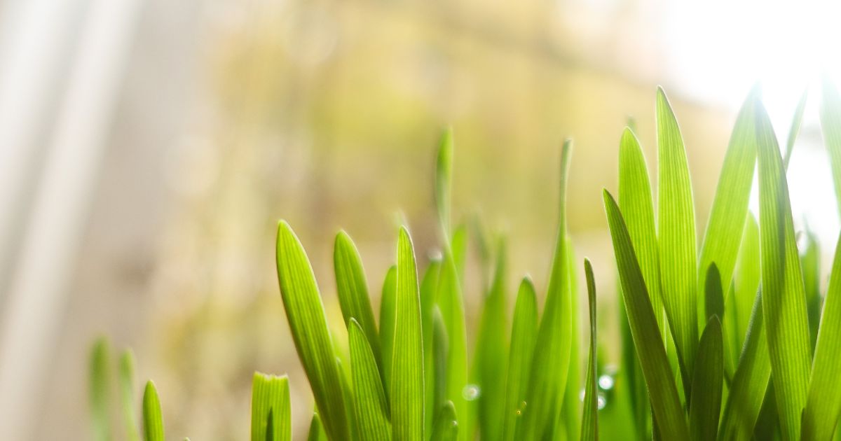 カマキリの卵の特徴と見分け方