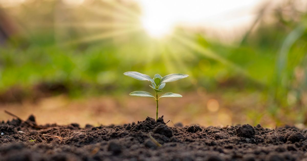 カマキリの卵を見つけたときの扱い方