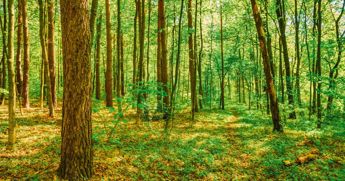 カマキリの卵が孵化する季節と自然のサイクル