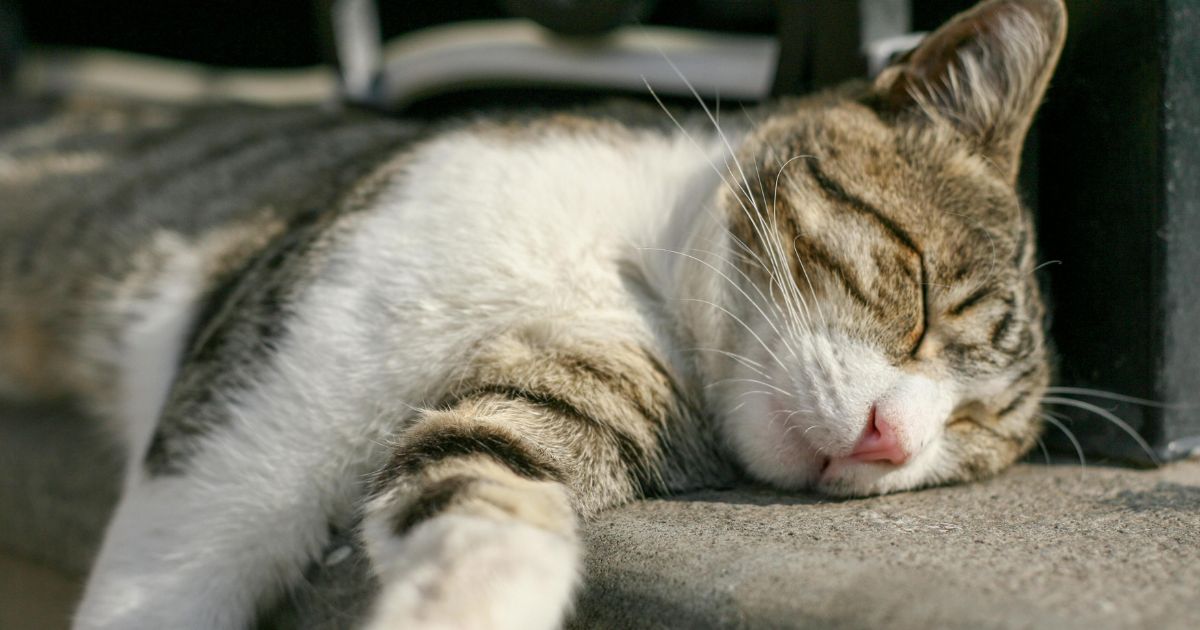 日差し・陽ざし・日射しは何がどう違う？