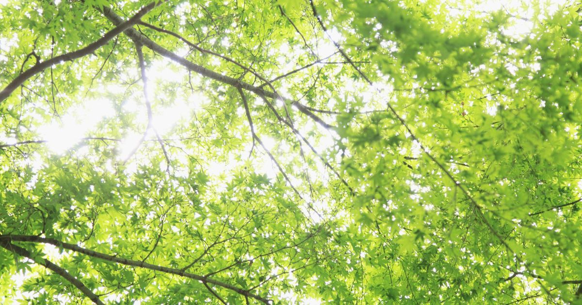 漢字の意味から読み解く「ひざし」のニュアンス