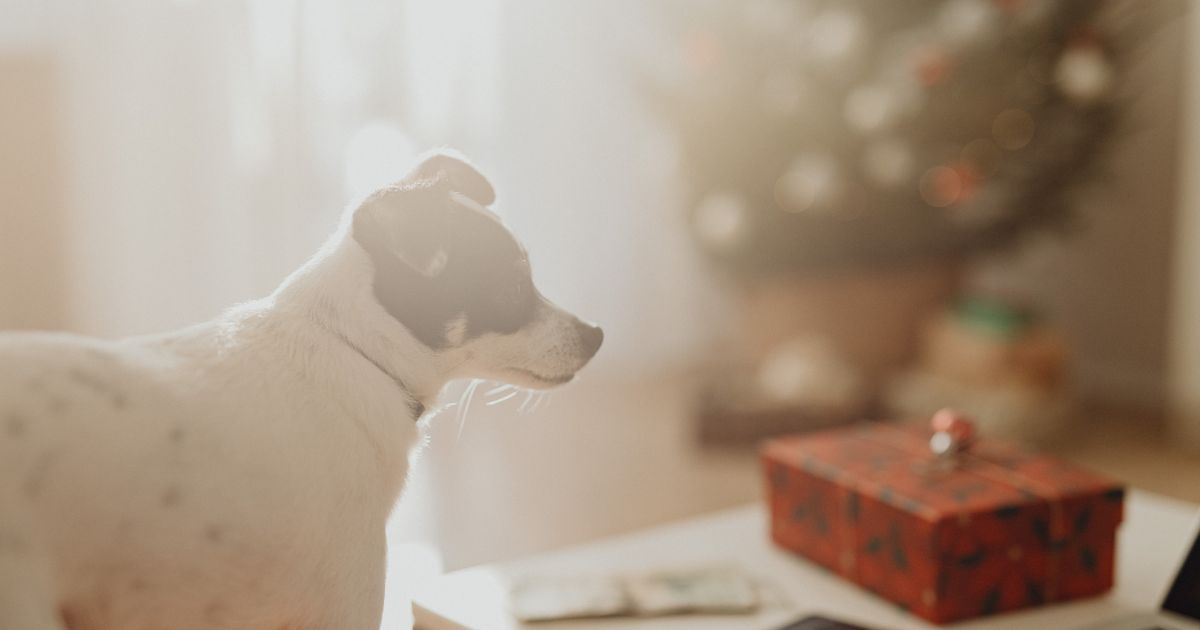 文学的表現に見る「ひざし」の選ばれ方