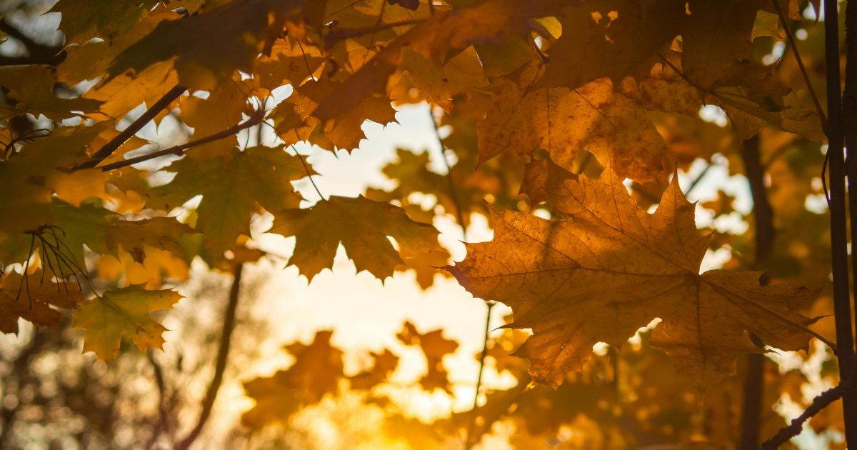 シーン別に考える自然な使い分け