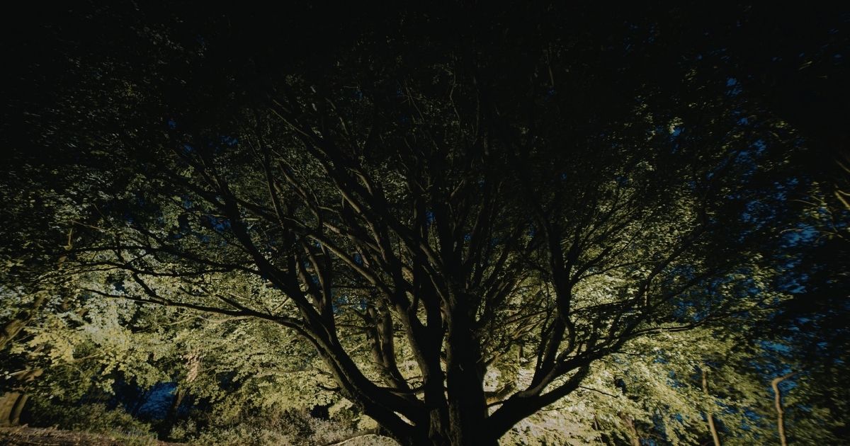 ジーと鳴く虫が気になるときにまず試したい対処法