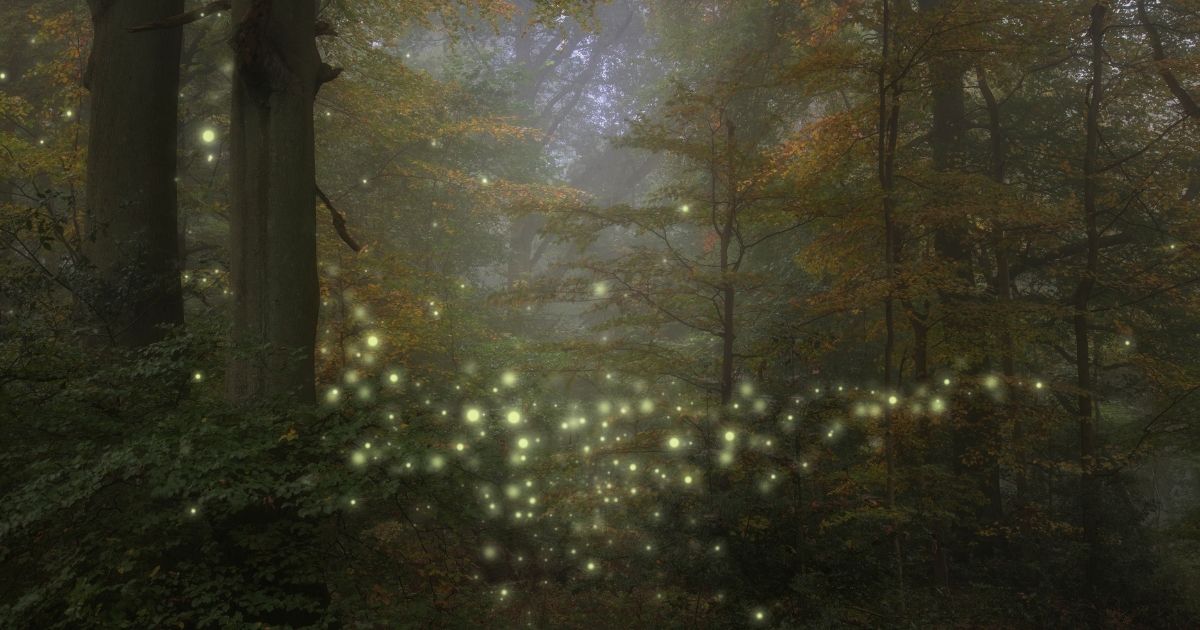 その音はどこから?虫がいる場所を見分けるポイント