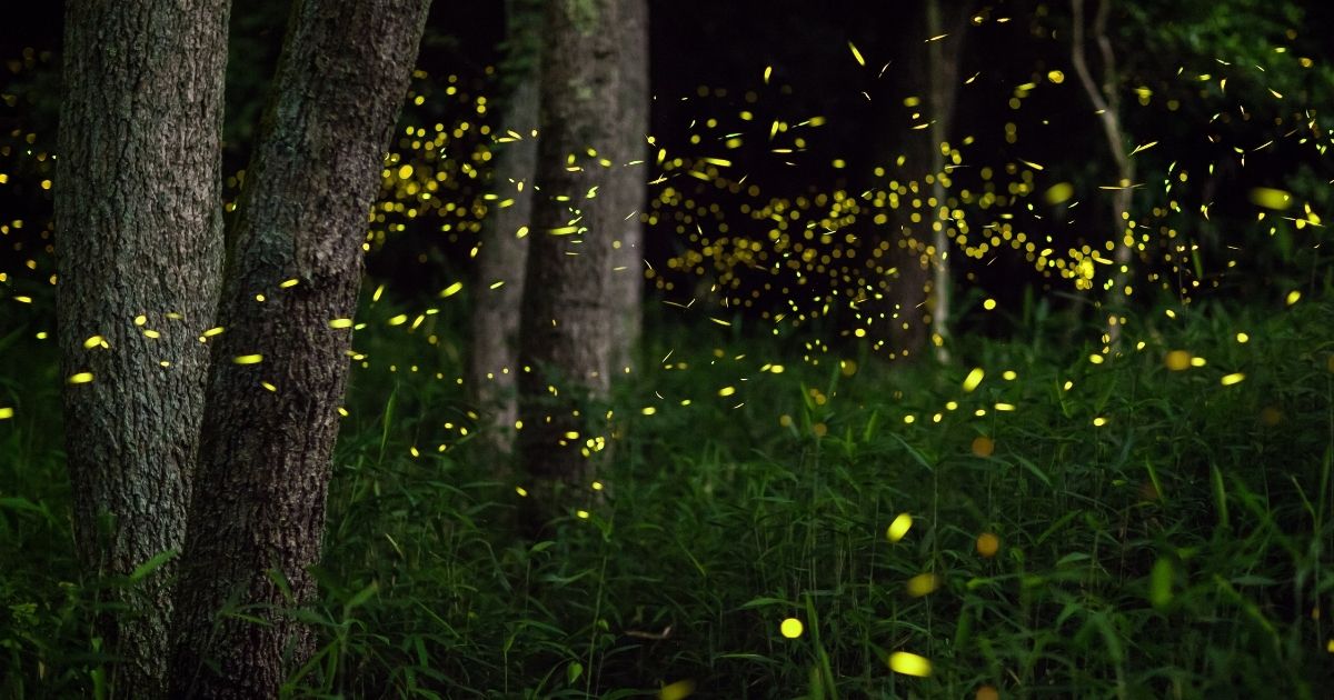 鳴き声の違いでわかる?虫の種類のヒント