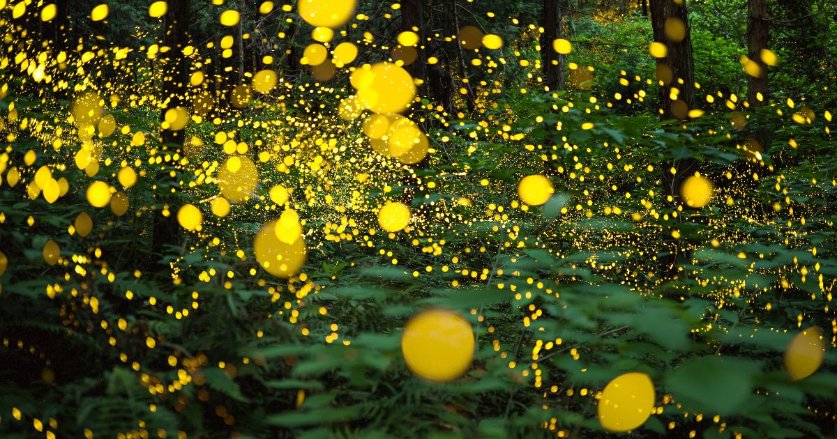 ジーと鳴く虫が増えやすい時期とタイミング