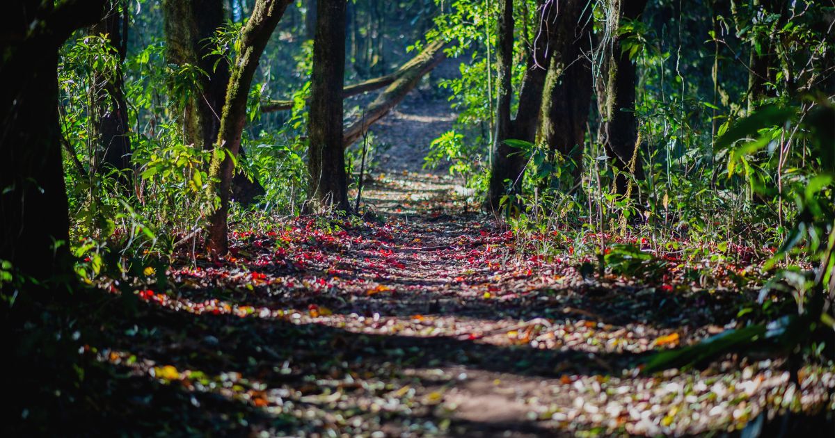 ジーと鳴く虫の音が気になりやすい理由