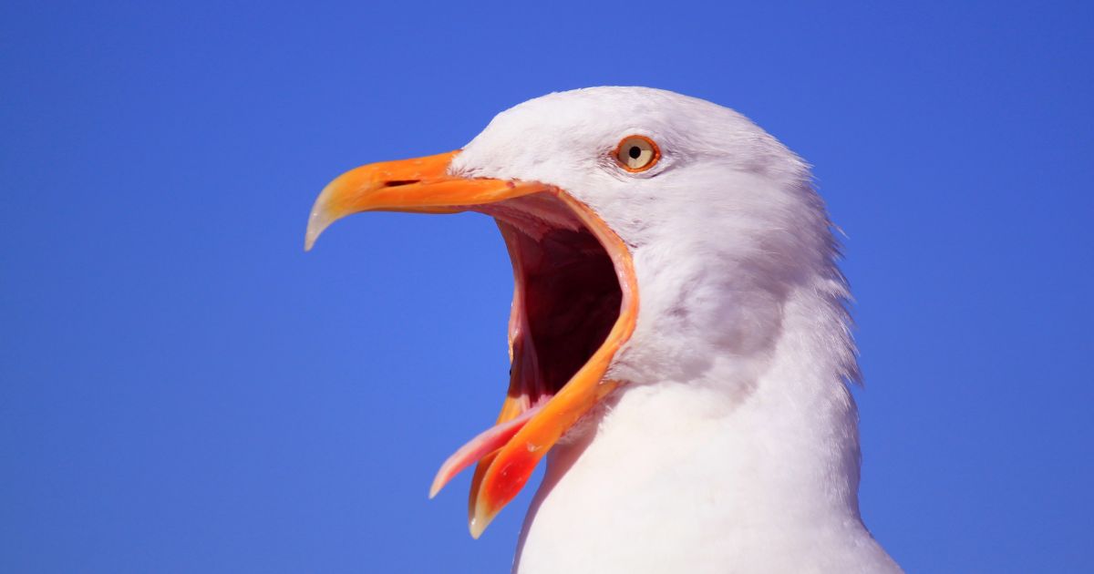 ベランダや玄関まわりの鳥のフンを片づける基本手順