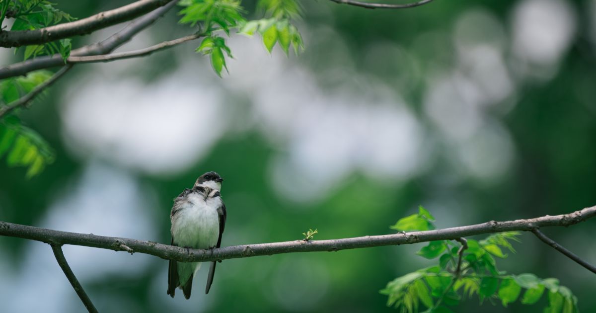 場所別にチェック！鳥のフンが付いたときの対処法