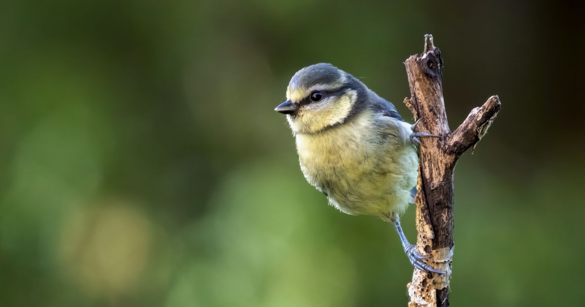 鳥を寄せつけにくくするベランダ対策