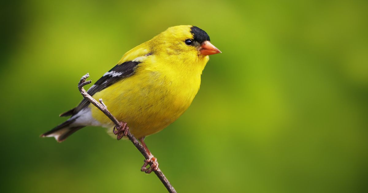 鳥のフンは色や形だけで見分けられる？まず知っておきたい基本