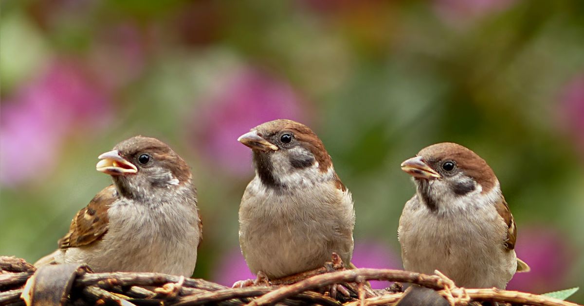 【大きさ・形で見る】鳥のフンの特徴と見分けるヒント