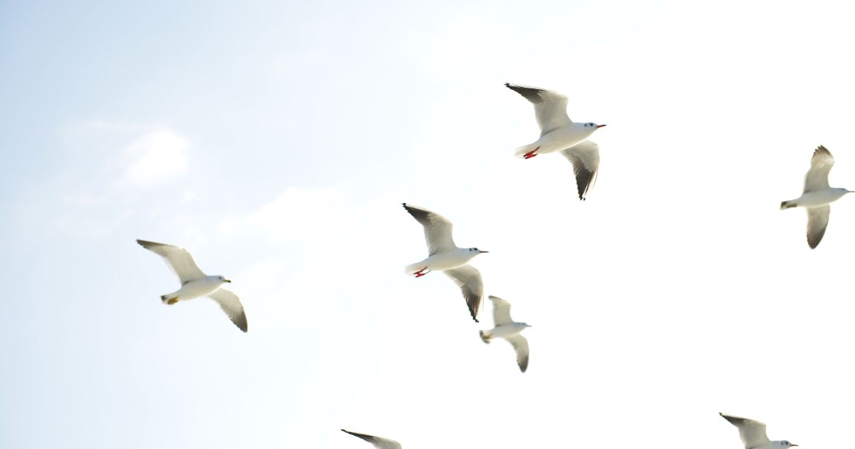 【場所で見る】フンが落ちている場所から鳥を推測する方法