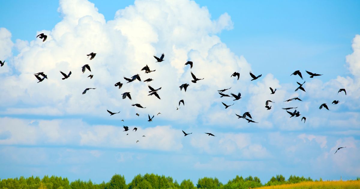 鳥以外の汚れと間違えることも？見分けるときの注意点