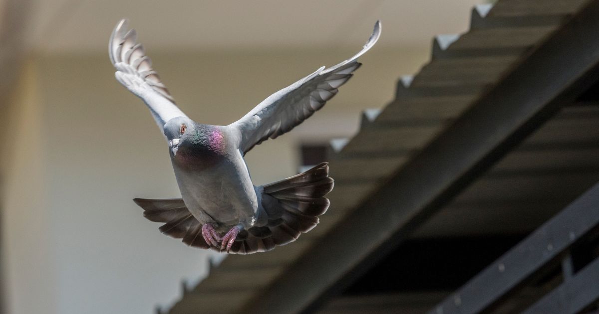 なぜ同じ場所に鳥のフンが落ちるの？鳥が寄りやすい場所の特徴