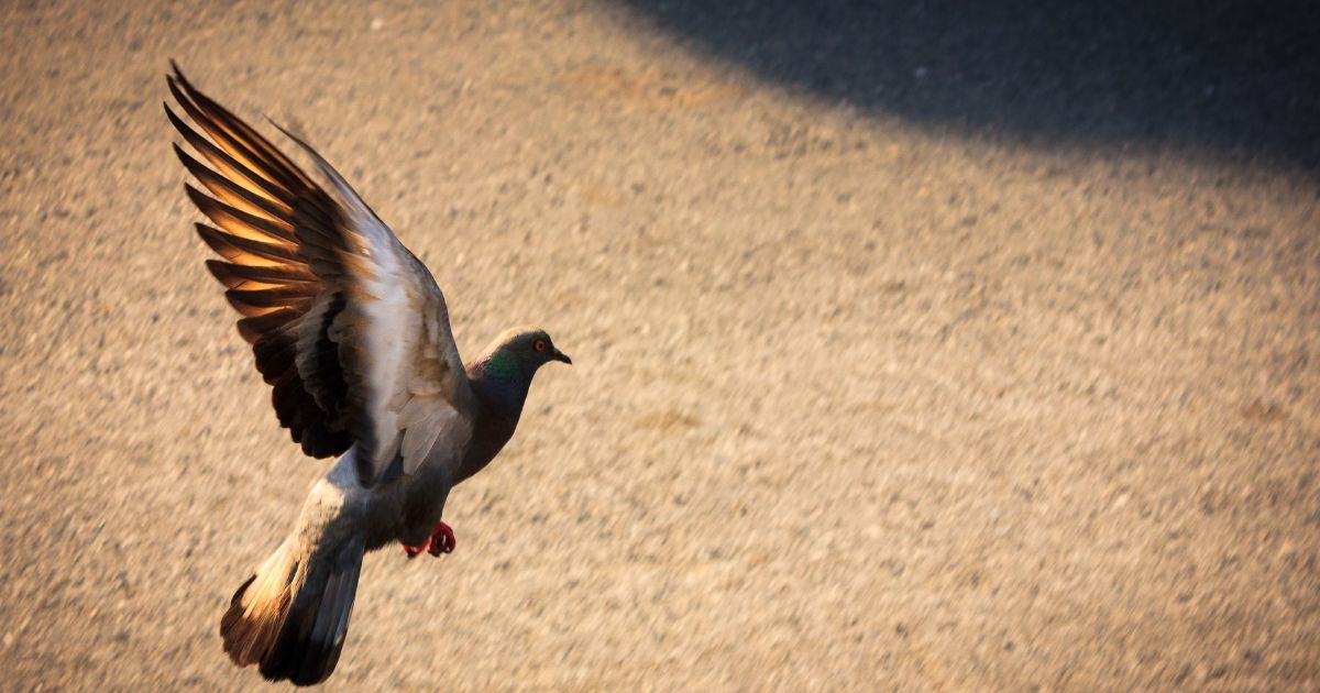 鳥のフンを見つけたときに避けたいNG行動